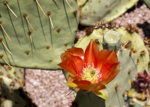 cactus red blossom