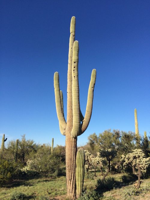 cactus arizona saguaro