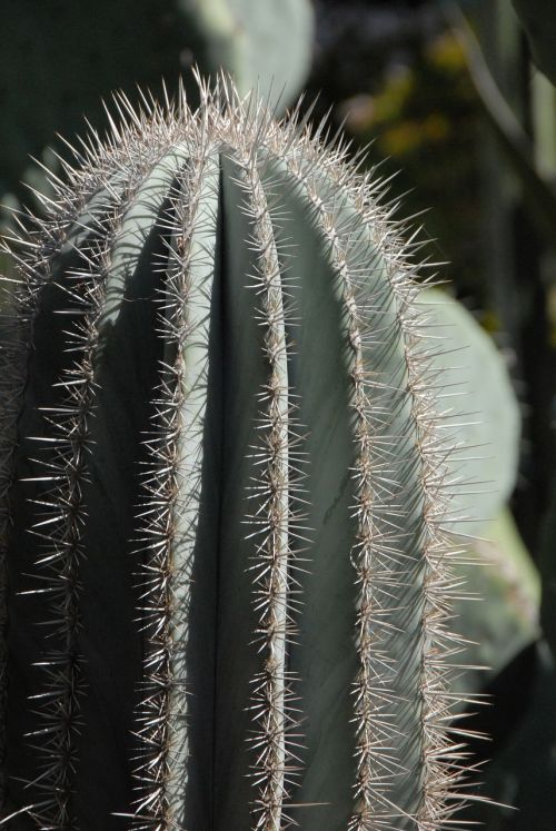 cactus needle morocco