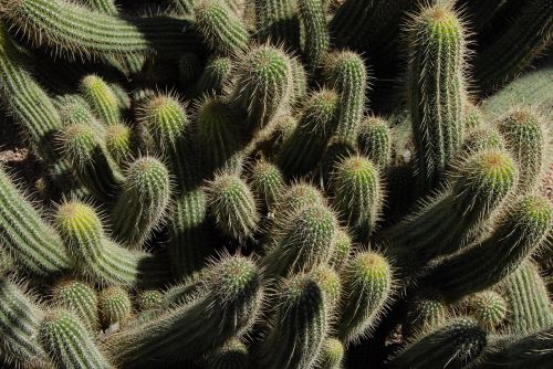 cactus botany quills