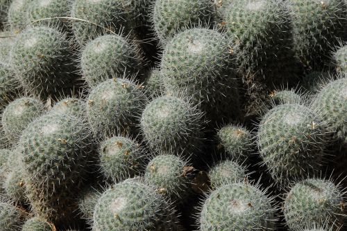 cactus thorn botany