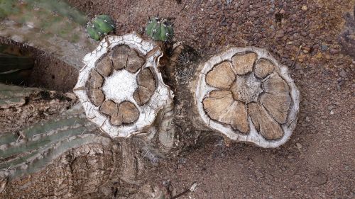 cactus trunk tree