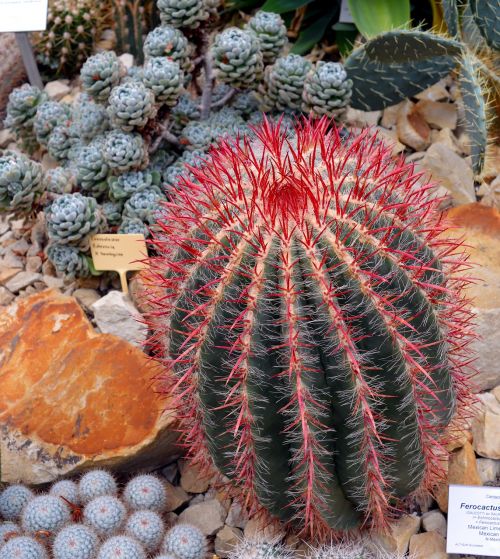 cactus ferocactus pilosus prickly