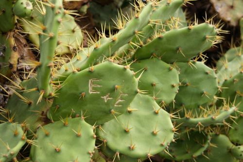 cactus love oath love