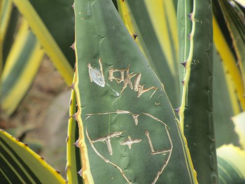 cactus thorns nature