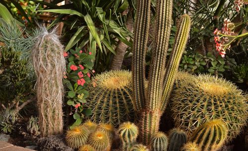 cactus cacti garden