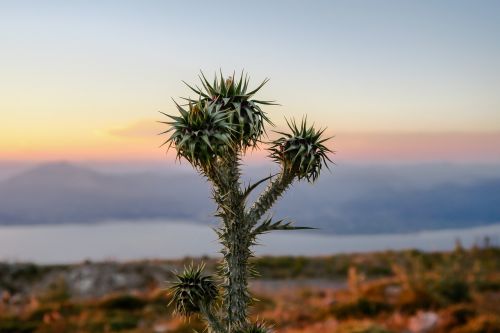 cactus flora macro