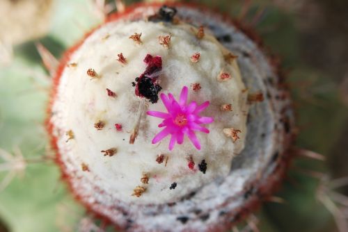 cactus nature flower