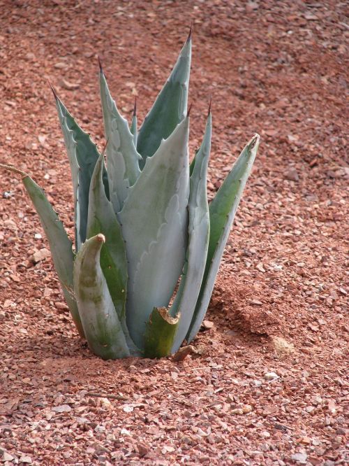 cactus leaf nature