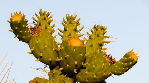 cactus thorns sharp