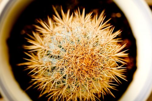 cactus close-up plant