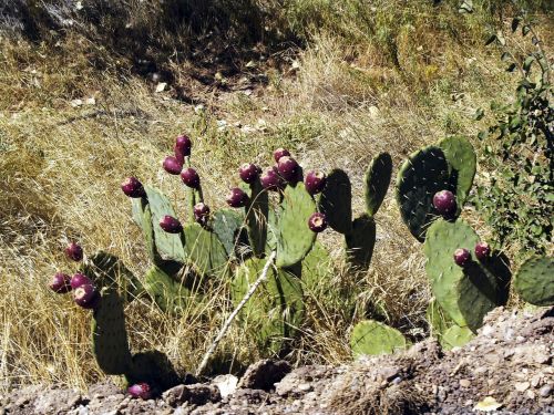 cactus nature wild plant
