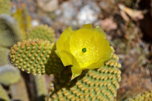 cactus flower cactus flowers