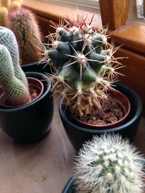 cactus ornamental plant sting
