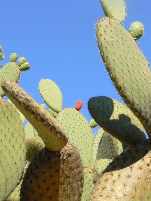 cactus plant succulent