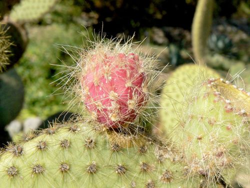 cactus plant succulent