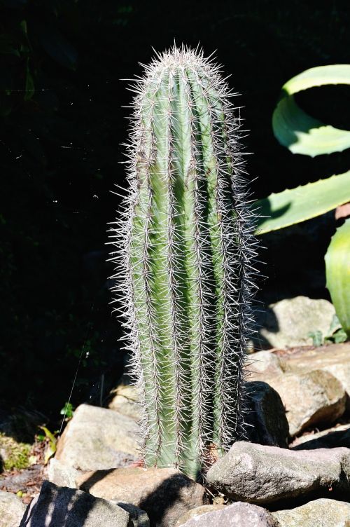cactus nature flora
