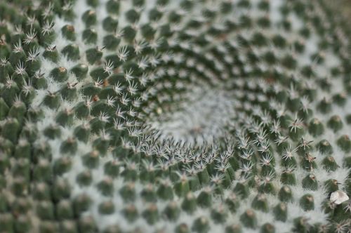 cactus nature symmetry