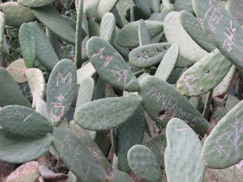 cactus ear cactus plant