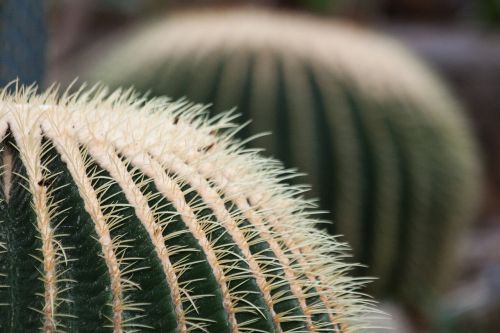 cactus cactaceae echinocactus grusonii