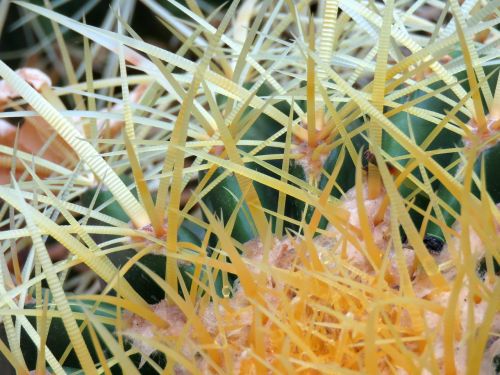 cactus spines desert