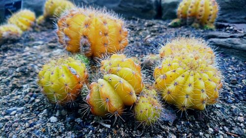 cactus yellow nature