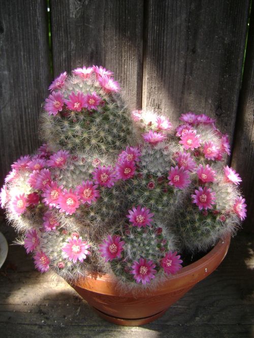 cactus flower tile