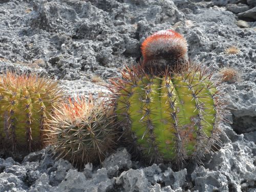 cactus blooming cactus lava stone