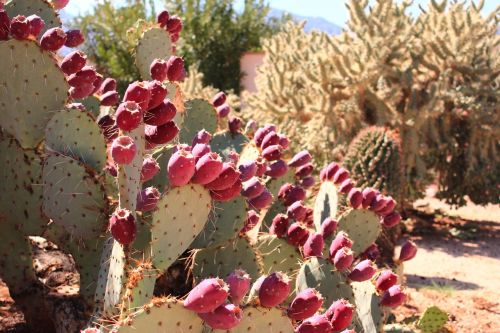 cactus cactus fruit desert