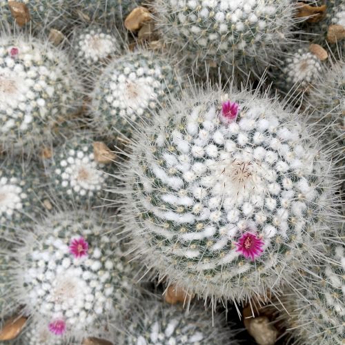 cactus flower nature