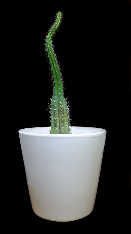 cactus cactus plant plant