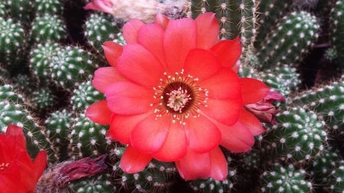 cactus bloom cactus flower