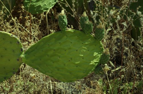 cactus prickly pear prickly