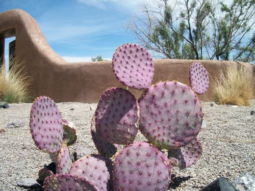 cactus purple desert