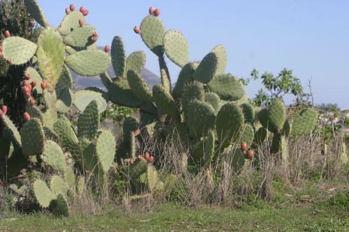 cactus costa del sol spain