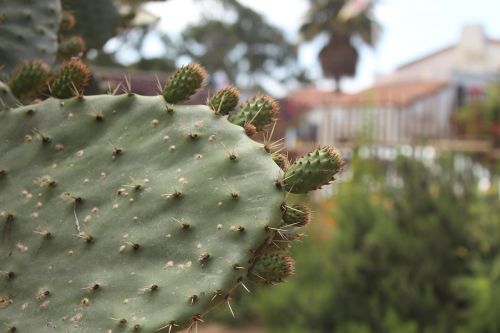 cactus nature desert