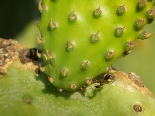 cactus plant thin