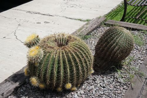 cactus plants desert