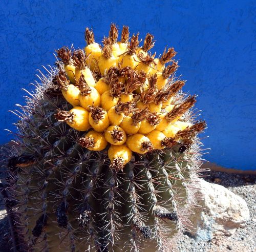 cactus desert golden barrel cactus