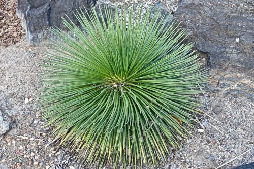 cactus succulent spiny