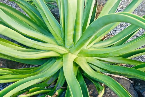 cactus succulent spiny