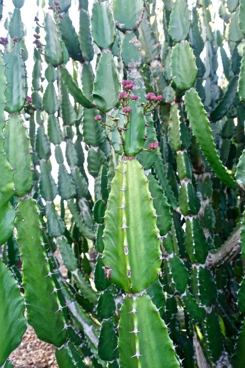 cactus succulent spiny
