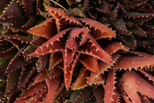 cactus thorns nature