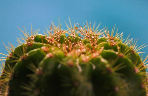 cactus plant macro