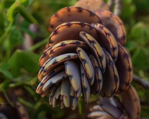 cactus plant nature