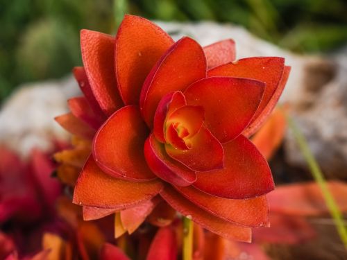 cactus flower plant