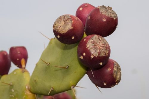 cactus plant nature