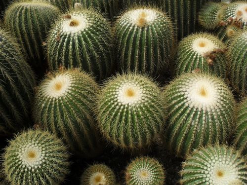 cactus darjeeling cultivation