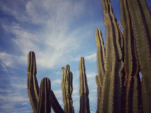 cactus nature thorny