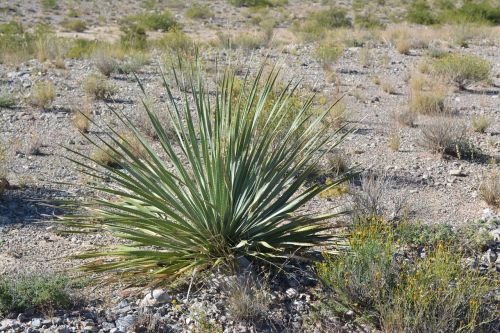 cactus yucca plant desert